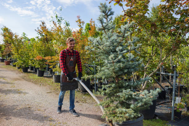 Professional  Tree Services in Amory, MS